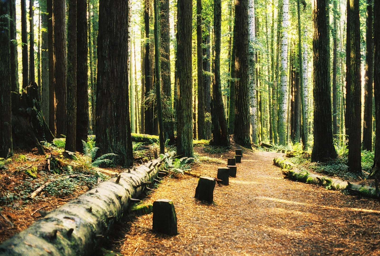 An image depicting the trail Beith Creek Loop Trail and its surrounding area.