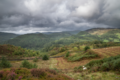 The Cefndeuddwr Trail at Coed-y-Brenin