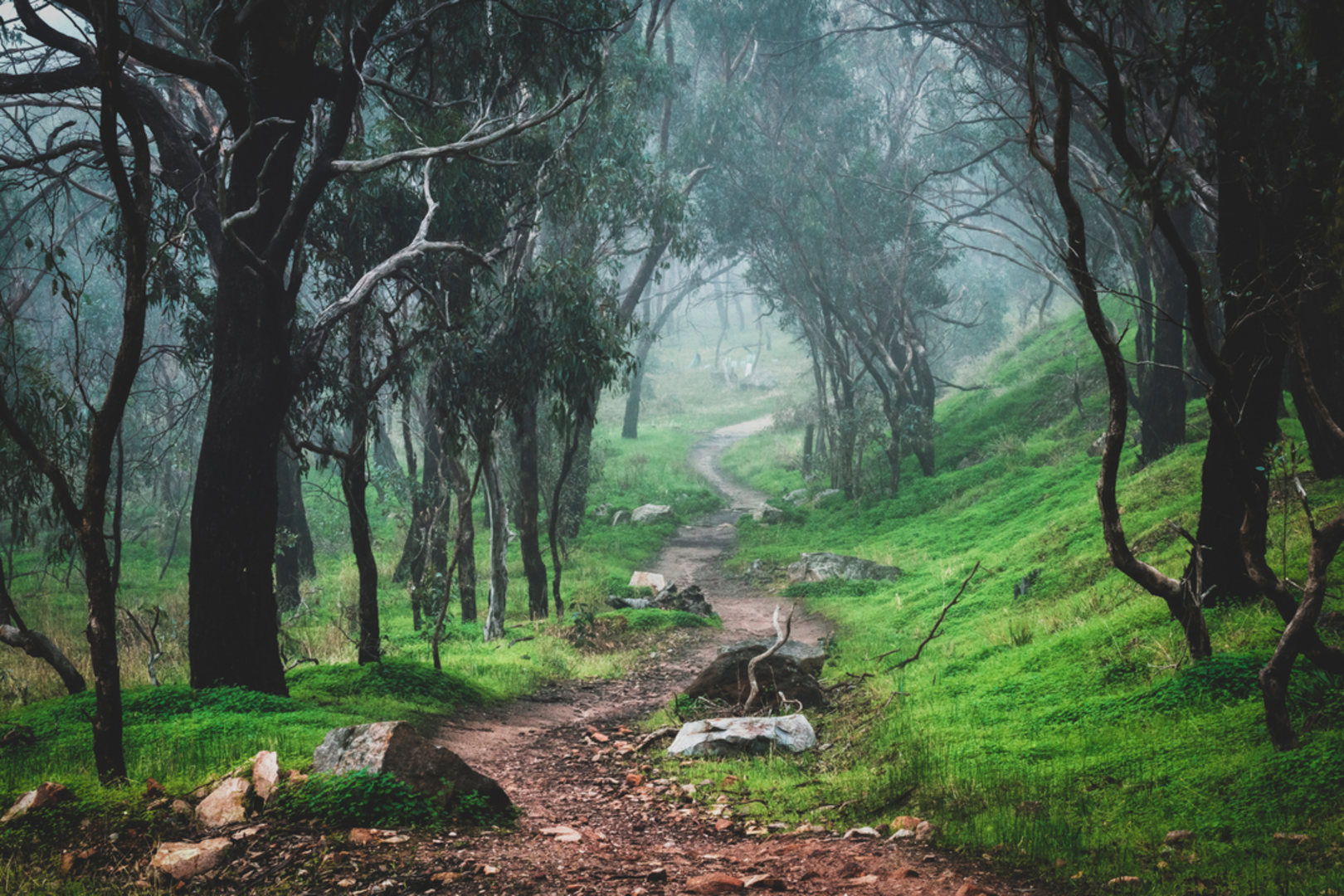 An image depicting the trail Walk in Craigburn Farm and its surrounding area.