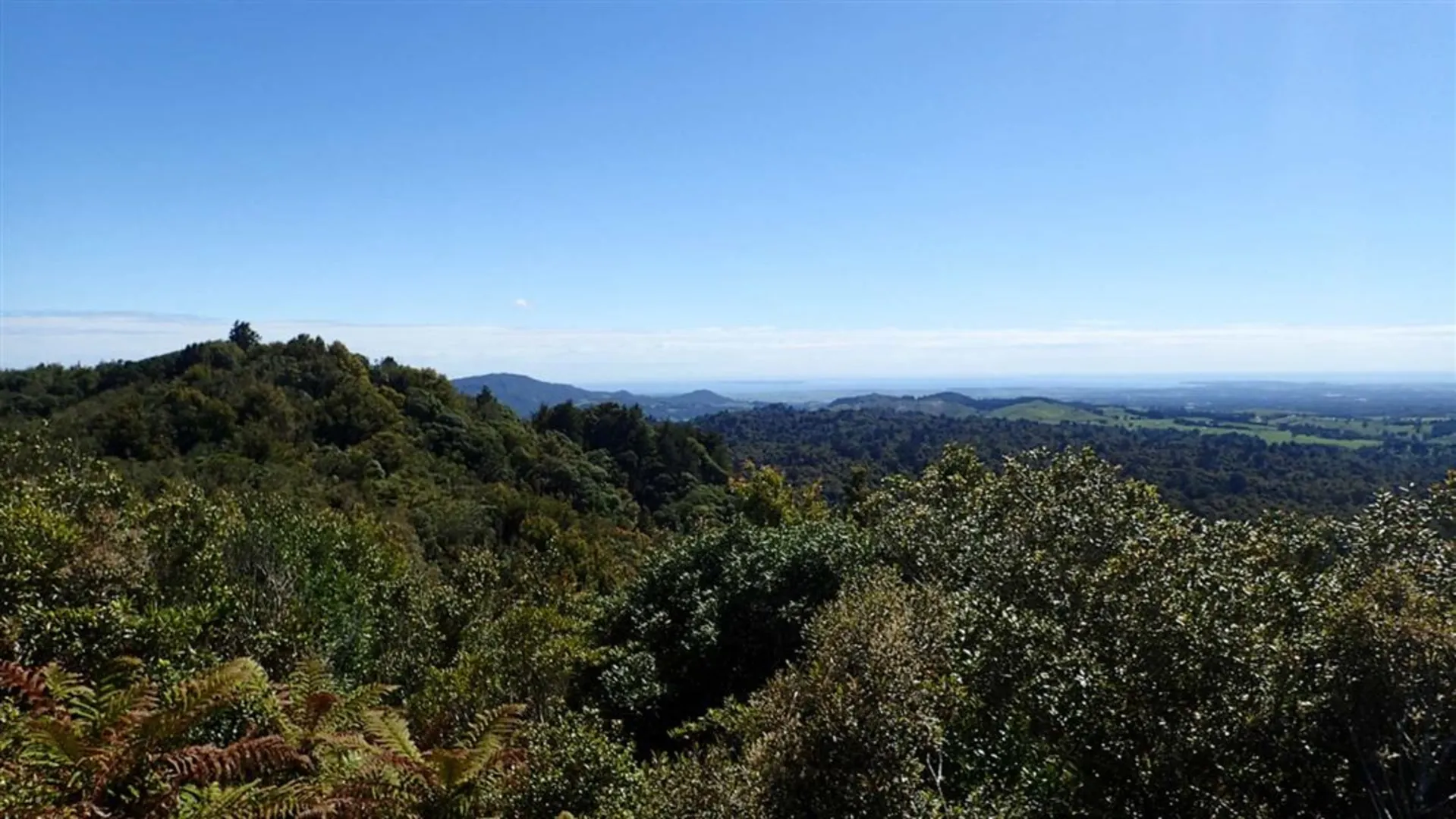 An image depicting the trail Otanewainuku - Rimu Loop Walk and its surrounding area.