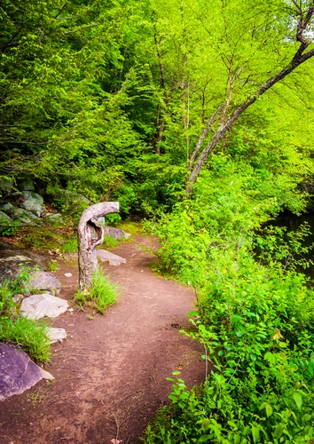 Lehigh Gorge Trail