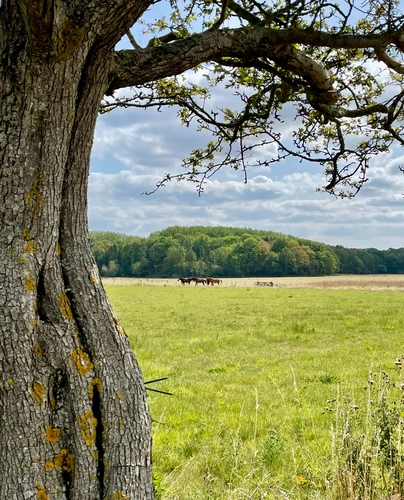 Arley Park Loop