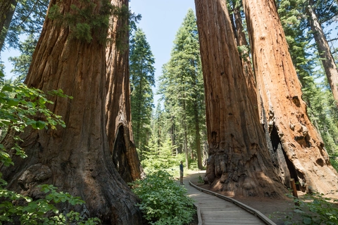 Big Trees Creek - North Grove Loop Trail