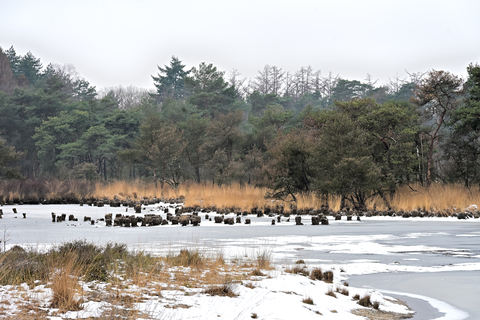 Gemeentebossen, De Huffelen and Roovert Loop