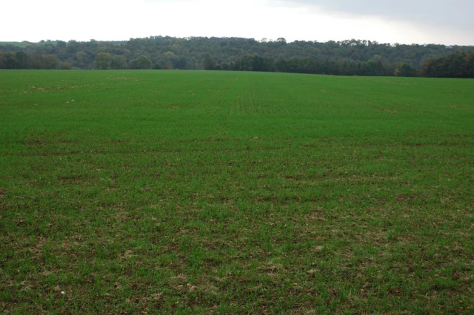 An image depicting the trail Winstone Wood and Miserden Eastate Loop and its surrounding area.