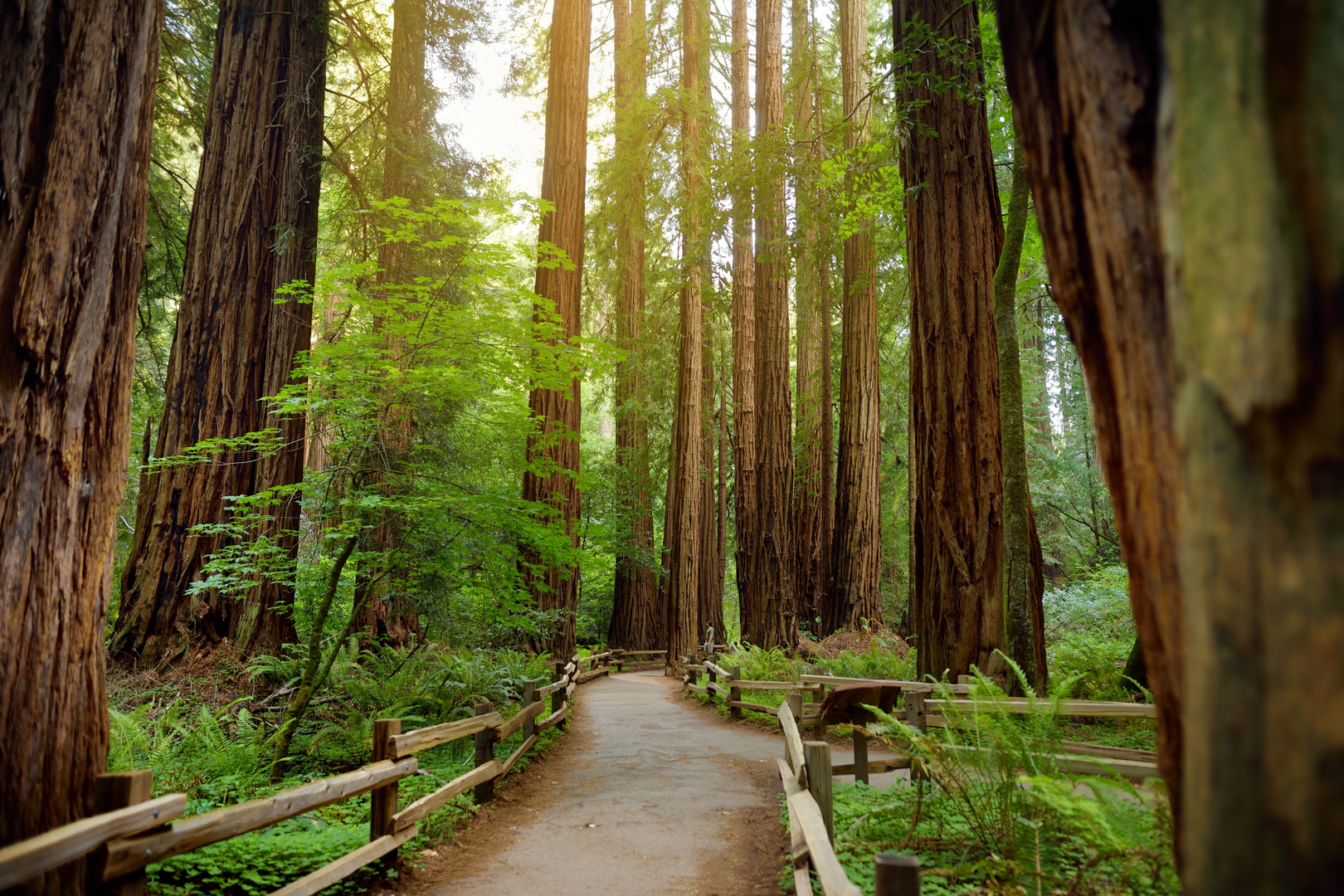 An image depicting the trail Redwood Creek, Dipsea and Camp Eastwood Loop Trail and its surrounding area.