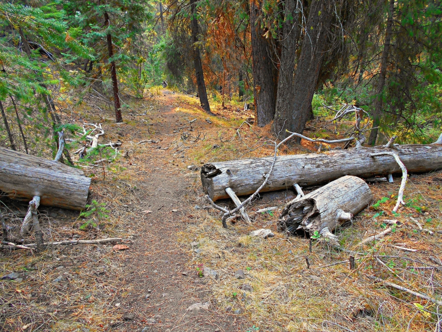 An image depicting the trail Giddy - Up - Go Trail and its surrounding area.