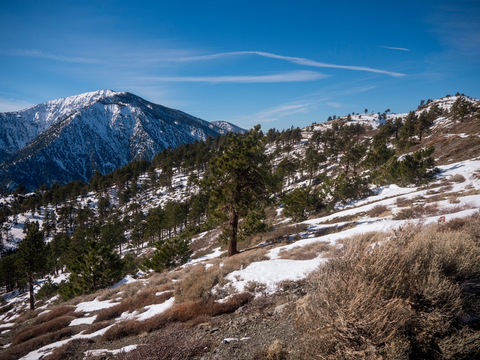 Manzanita Trail