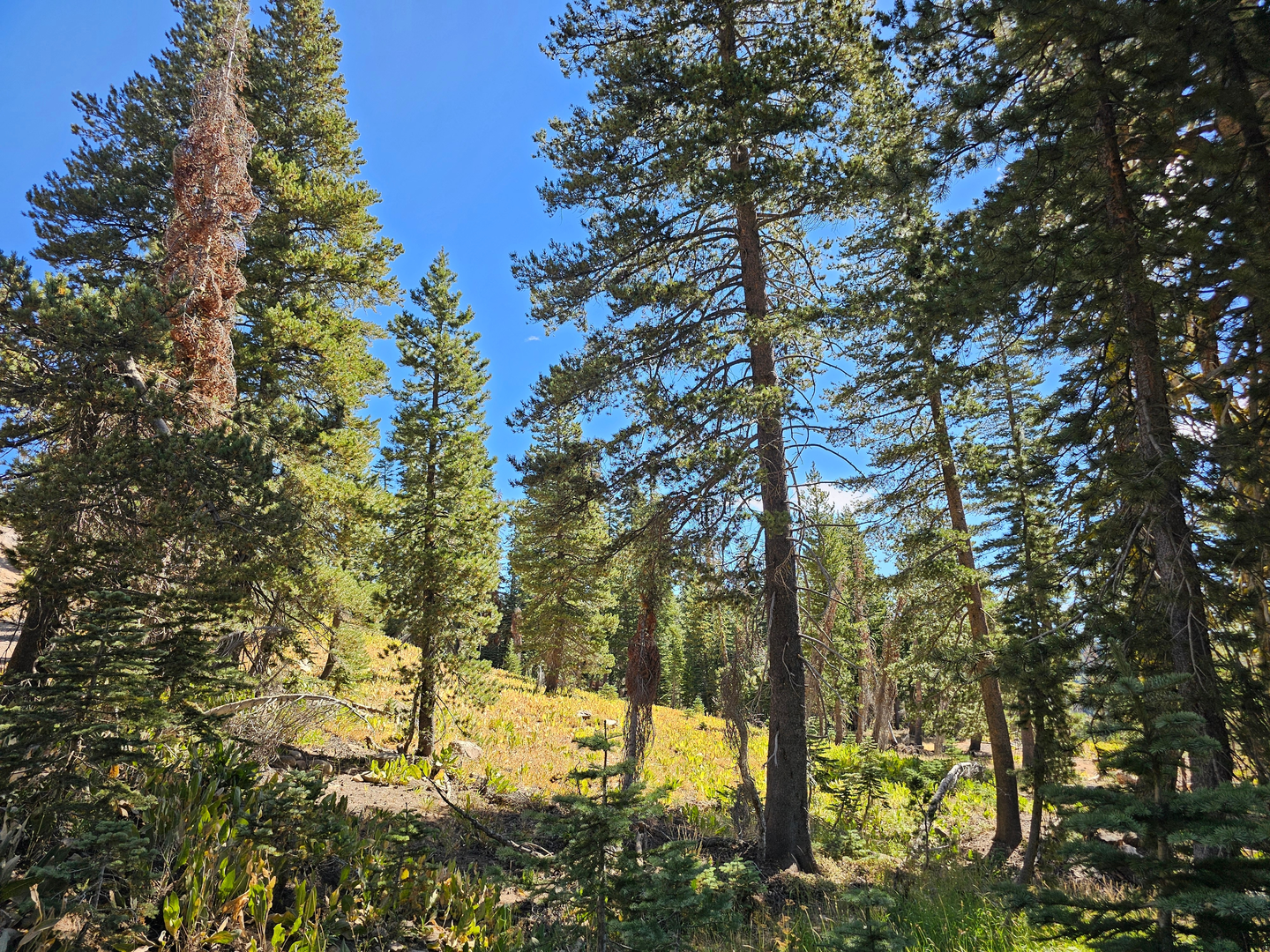 An image depicting the trail Carpenter Valley Trail and its surrounding area.