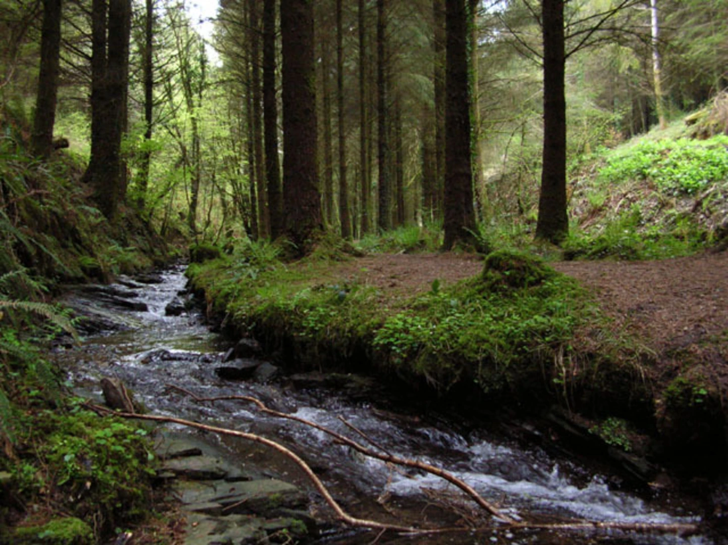 An image depicting the trail Cardinham Woods Loop and its surrounding area.