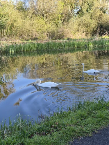 10th lock Clondalkin, Grand Canal greenway to Sallins & Naas
