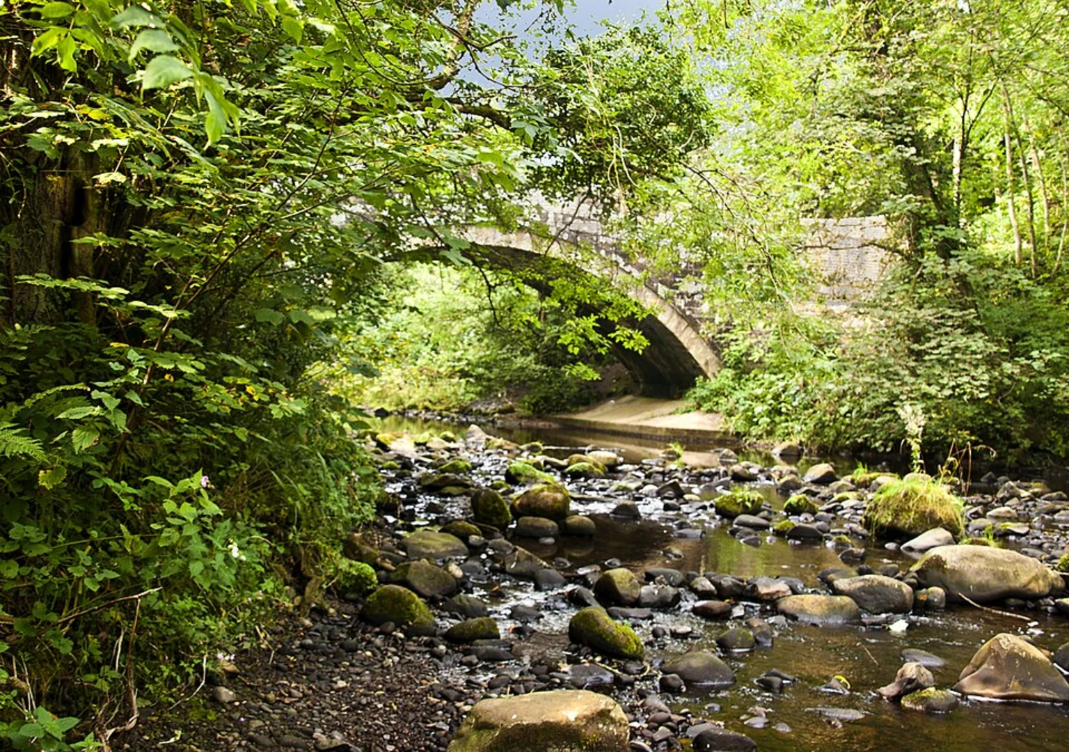 An image depicting the trail Brock Mill Loop via River Brock and its surrounding area.