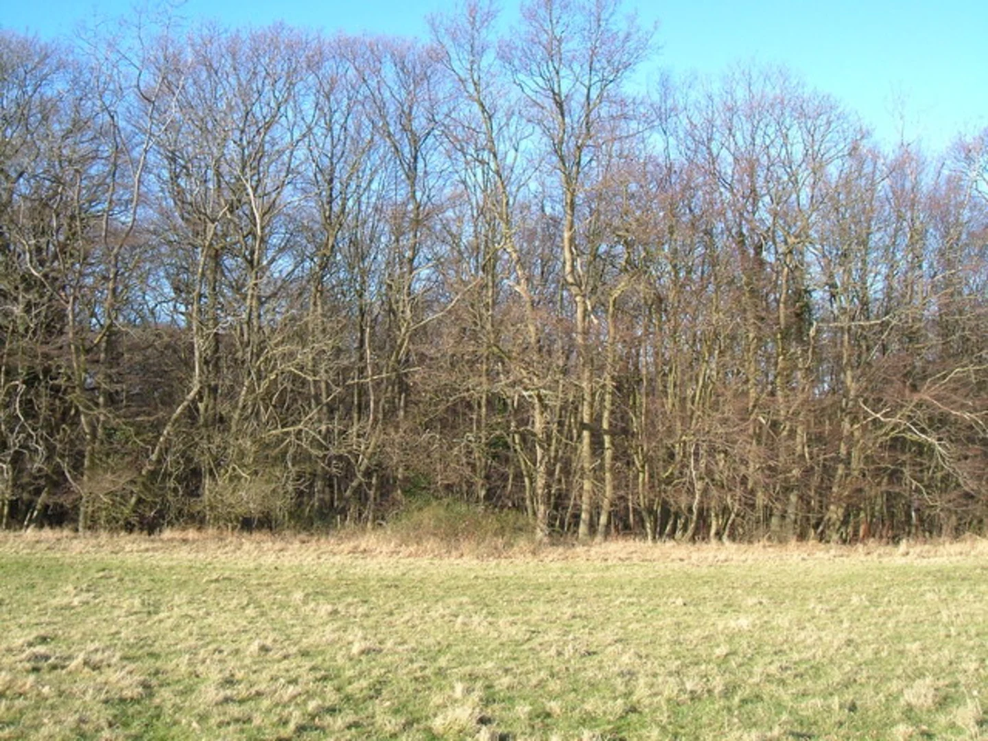 An image depicting the trail Church and Blean Wood Loop - Blean and its surrounding area.