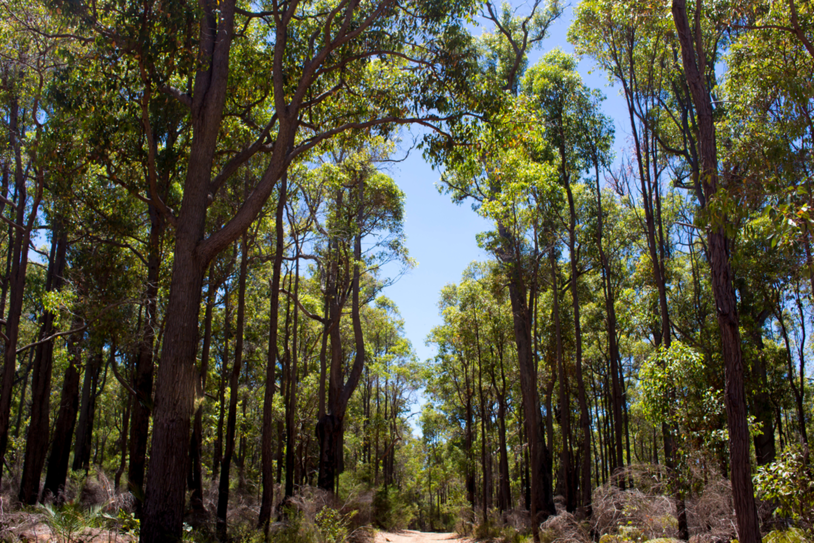 An image depicting the trail Blackwood River Walk and its surrounding area.