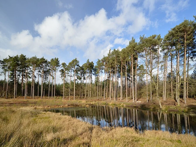 Black Lake and Delamere Forest Park