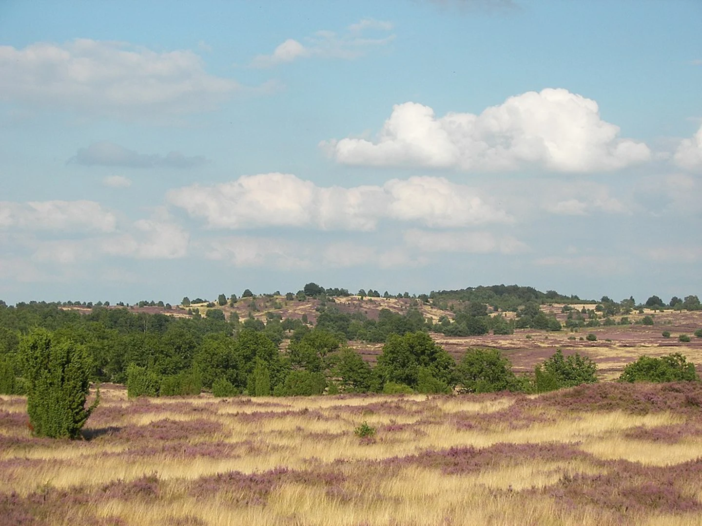 An image depicting the trail Wilseder Berg Loop and its surrounding area.