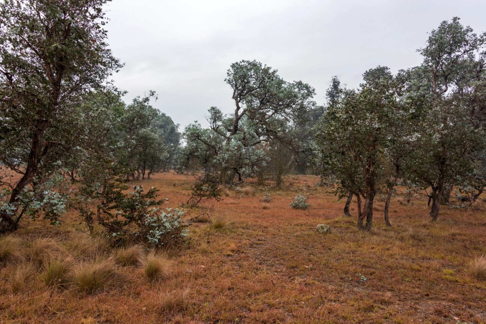 An image depicting the trail Stringybark Walk and its surrounding area.