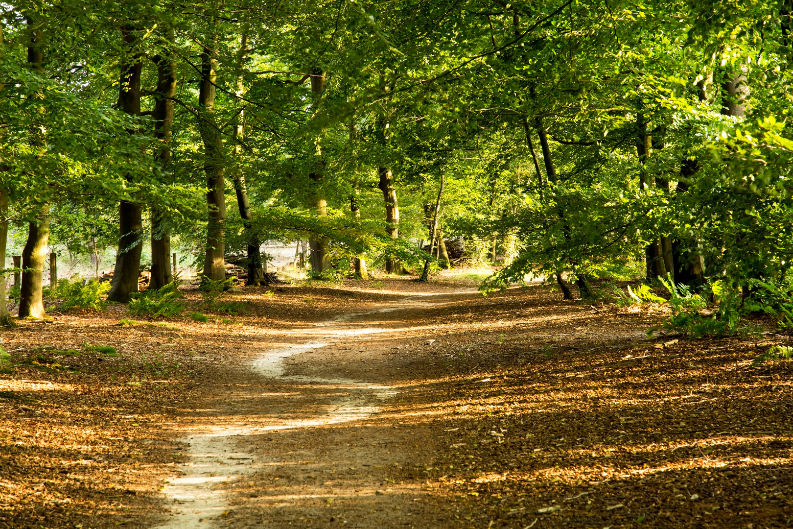 An image depicting the trail Twentepad and its surrounding area.