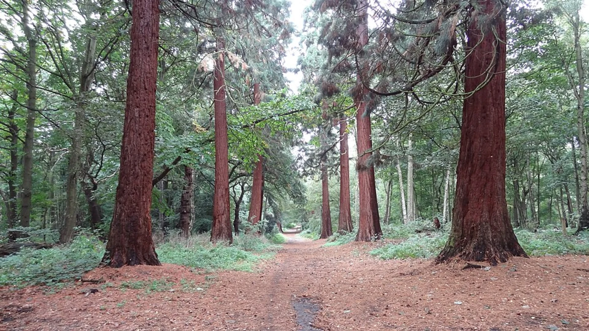 An image depicting the trail Havering Country Park Loop and its surrounding area.
