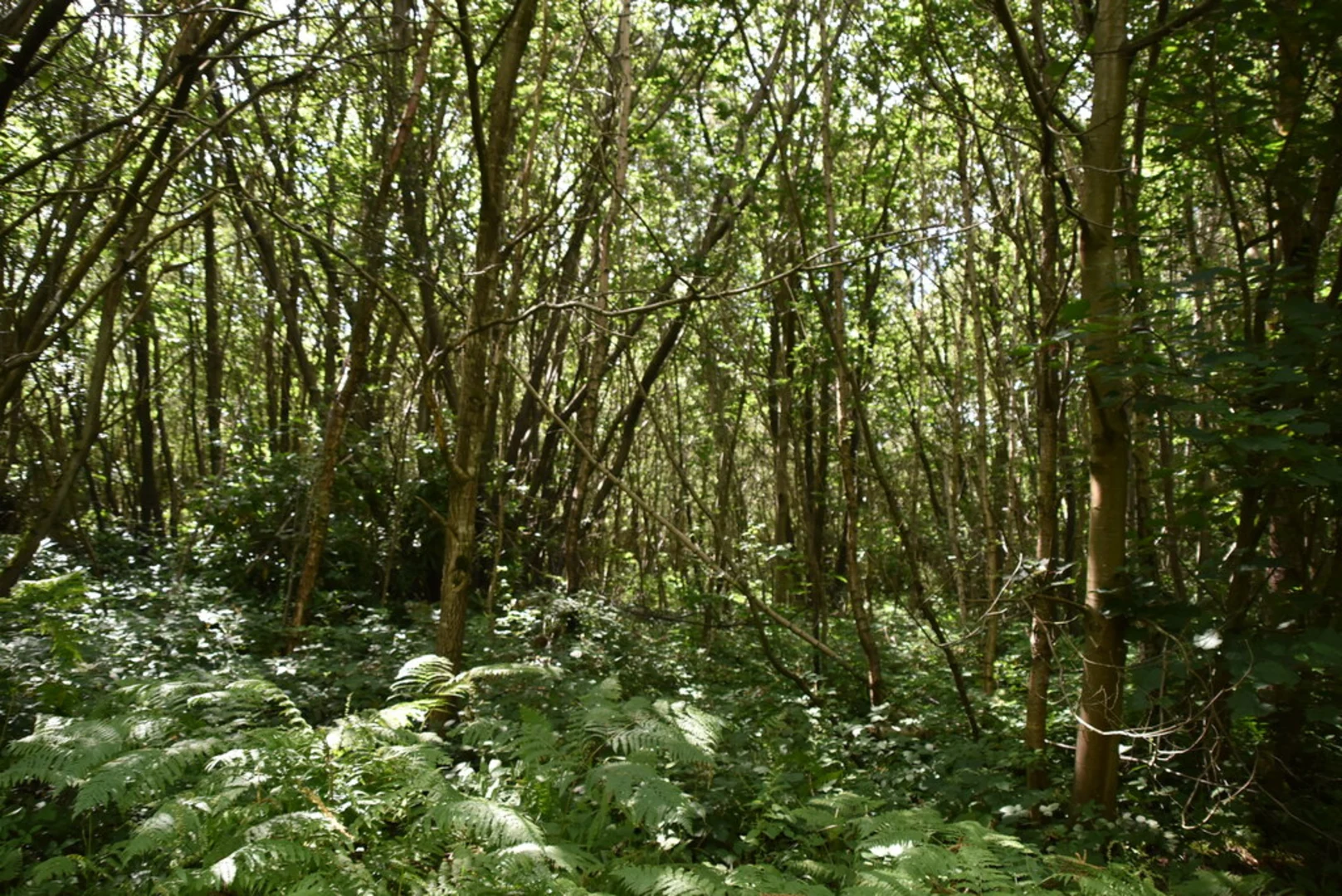 An image depicting the trail Louisa Forest and Bedgebury Forest Loop and its surrounding area.