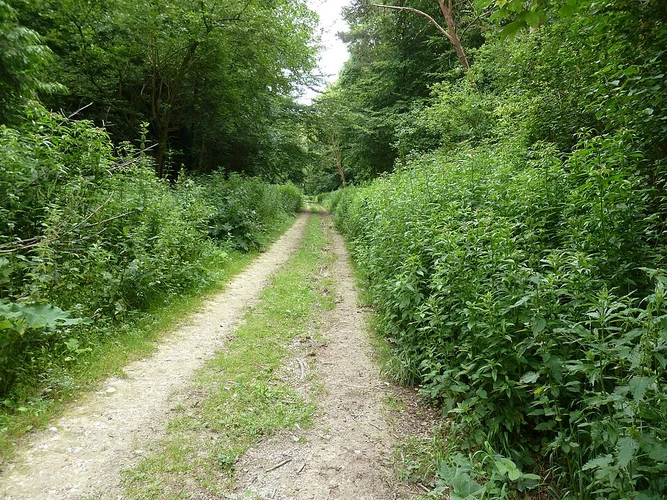 Dilworth Clumps and Shellbrook Wood via Wood Farm Trail