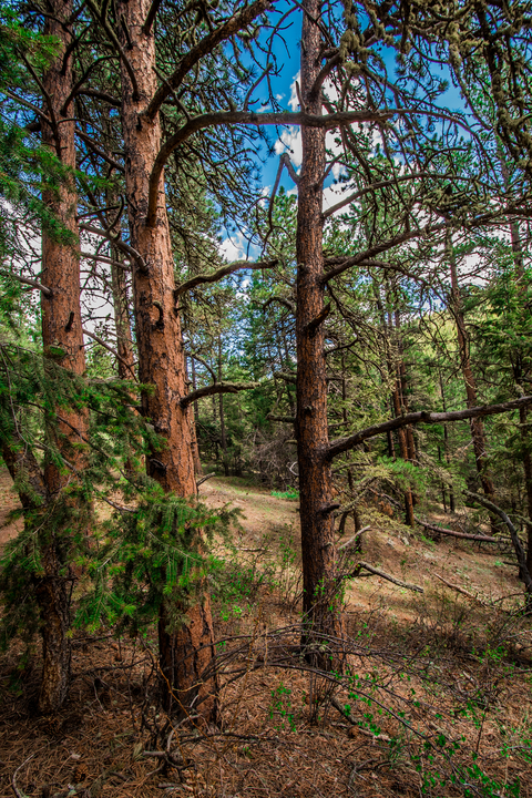 Coulson Gulch Trail