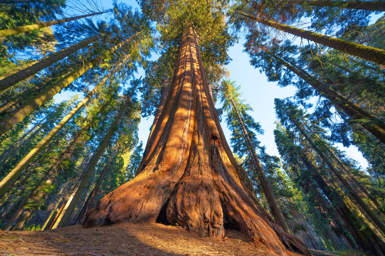 An image depicting the trail General Sherman Tree Trail and its surrounding area.