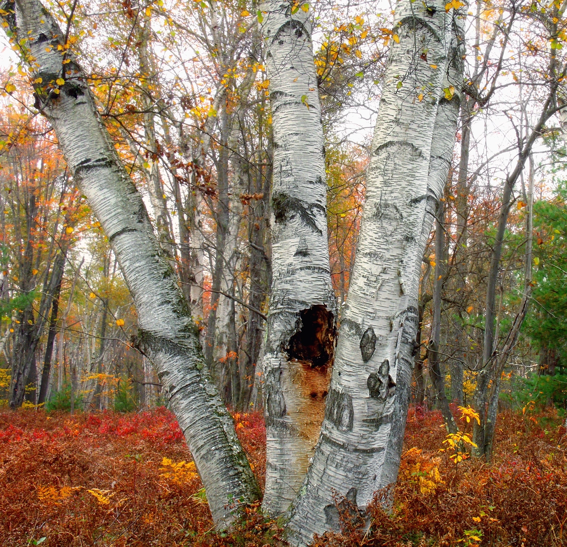 An image depicting the trail Marion Brooks Loop Trail and its surrounding area.