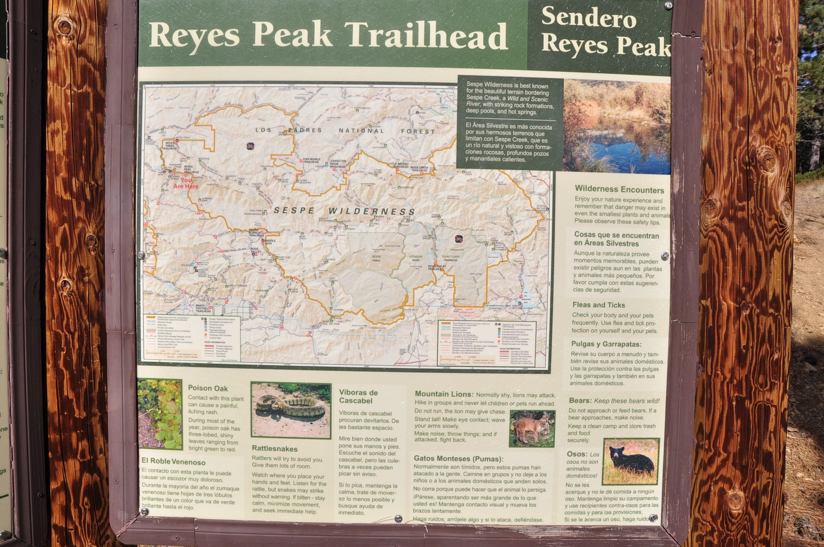 An image depicting the trail Reyes Peak Trail Out and Back and its surrounding area.