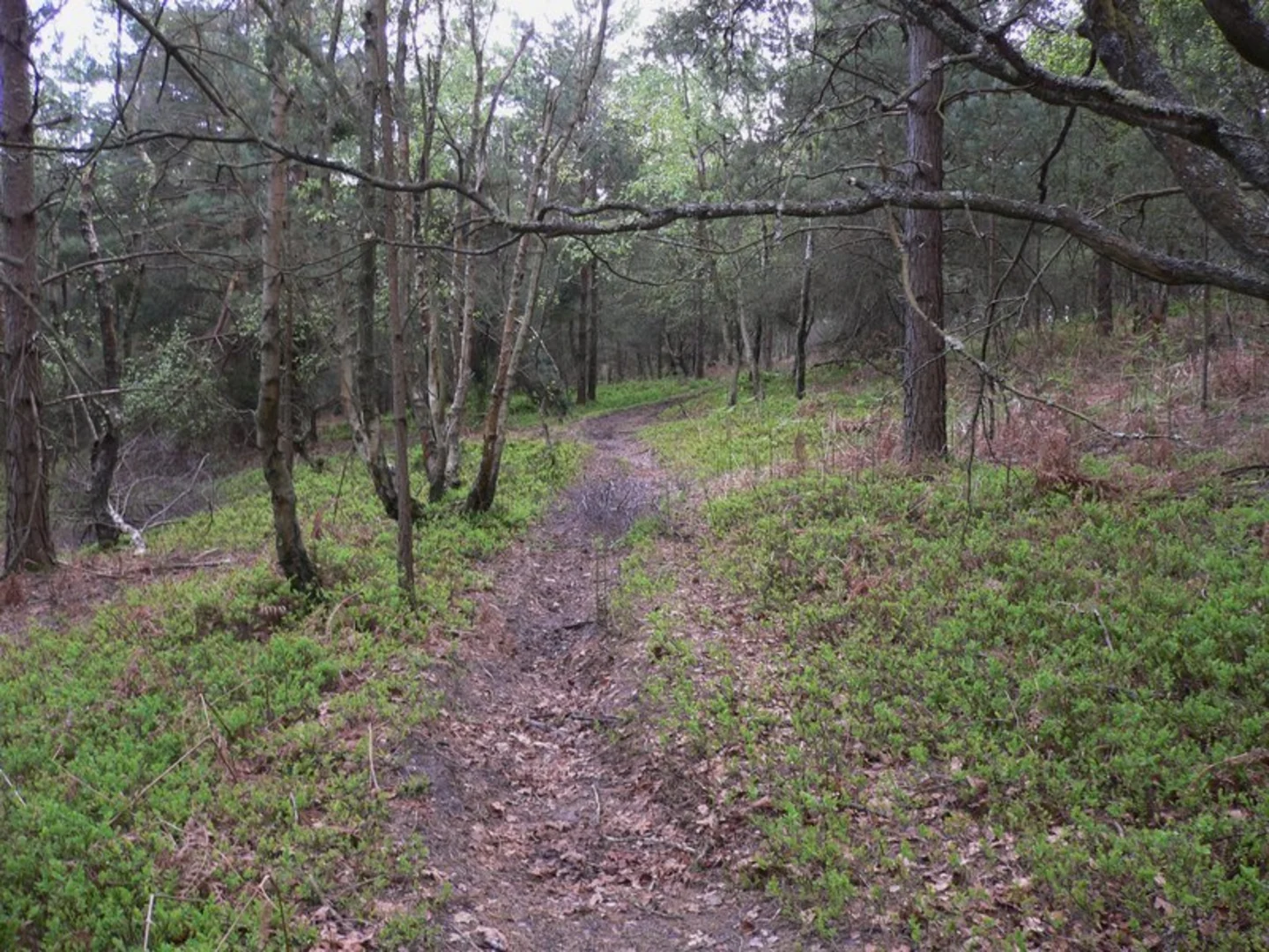 An image depicting the trail Woolmer Forest Walk and its surrounding area.