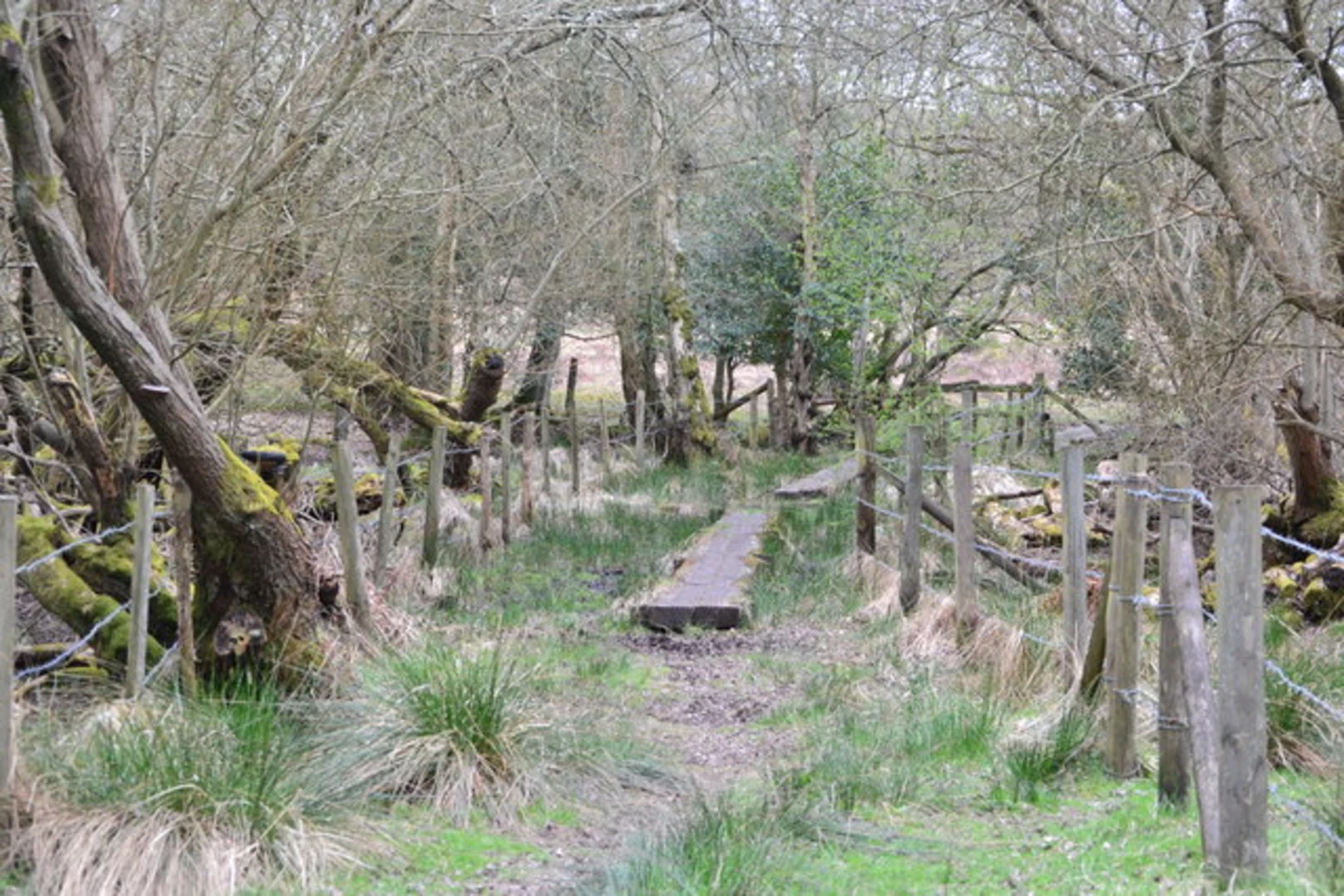 An image depicting the trail Red Shoot Plain and Digden Bottom Loop and its surrounding area.