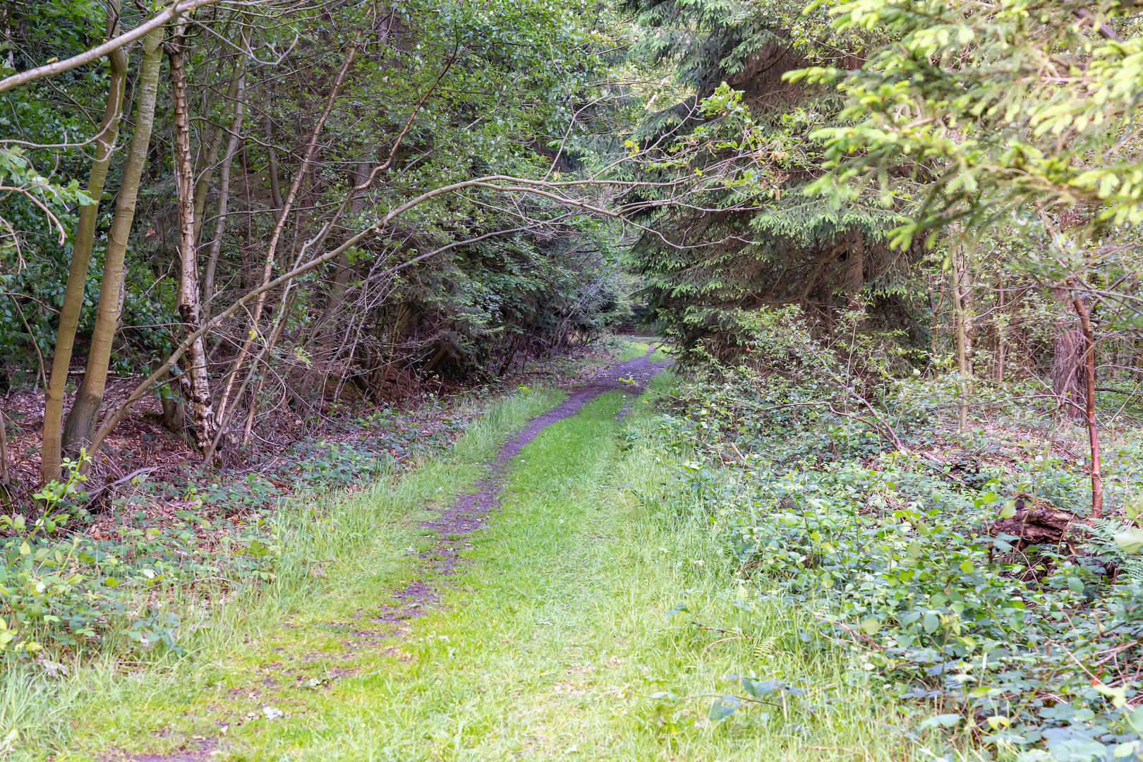 An image depicting the trail Hunzebos, Westerbos and Exloosche Loop and its surrounding area.