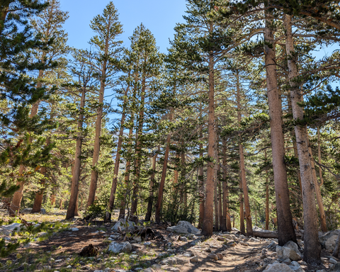 Tree Pass, Pacific Crest and Cottonwood Pass Loop Trail