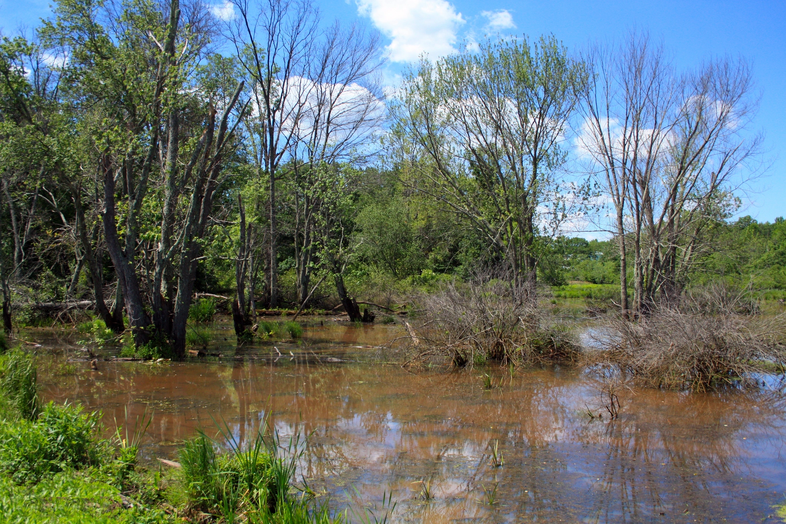 An image depicting the trail Batona Trail, Mount Misery Trail and Cranberry Trail and its surrounding area.