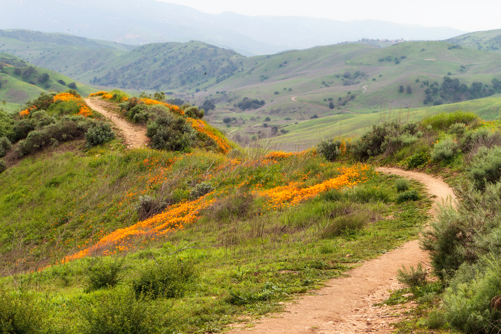 An image depicting the trail Bane Ridge Long Loop Trail and its surrounding area.