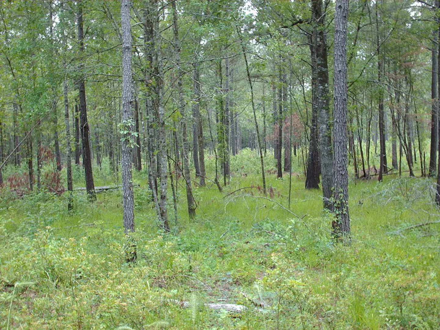An image depicting the trail Swamp Fox - Palmetto Trail and its surrounding area.