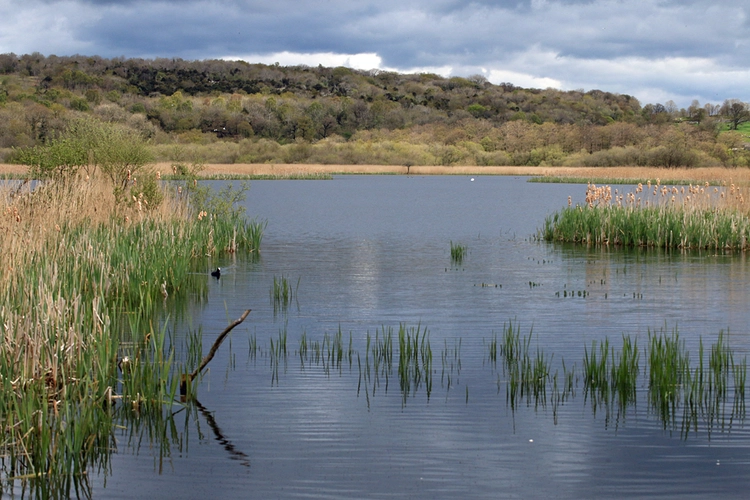 Leighton Moss Nature Reserve Loop