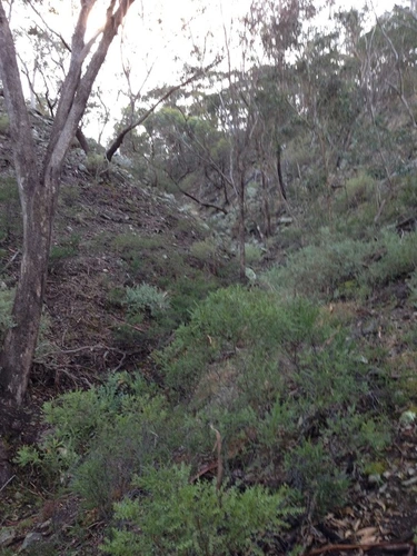 Coimadai Creek - Happy Valley Circuit