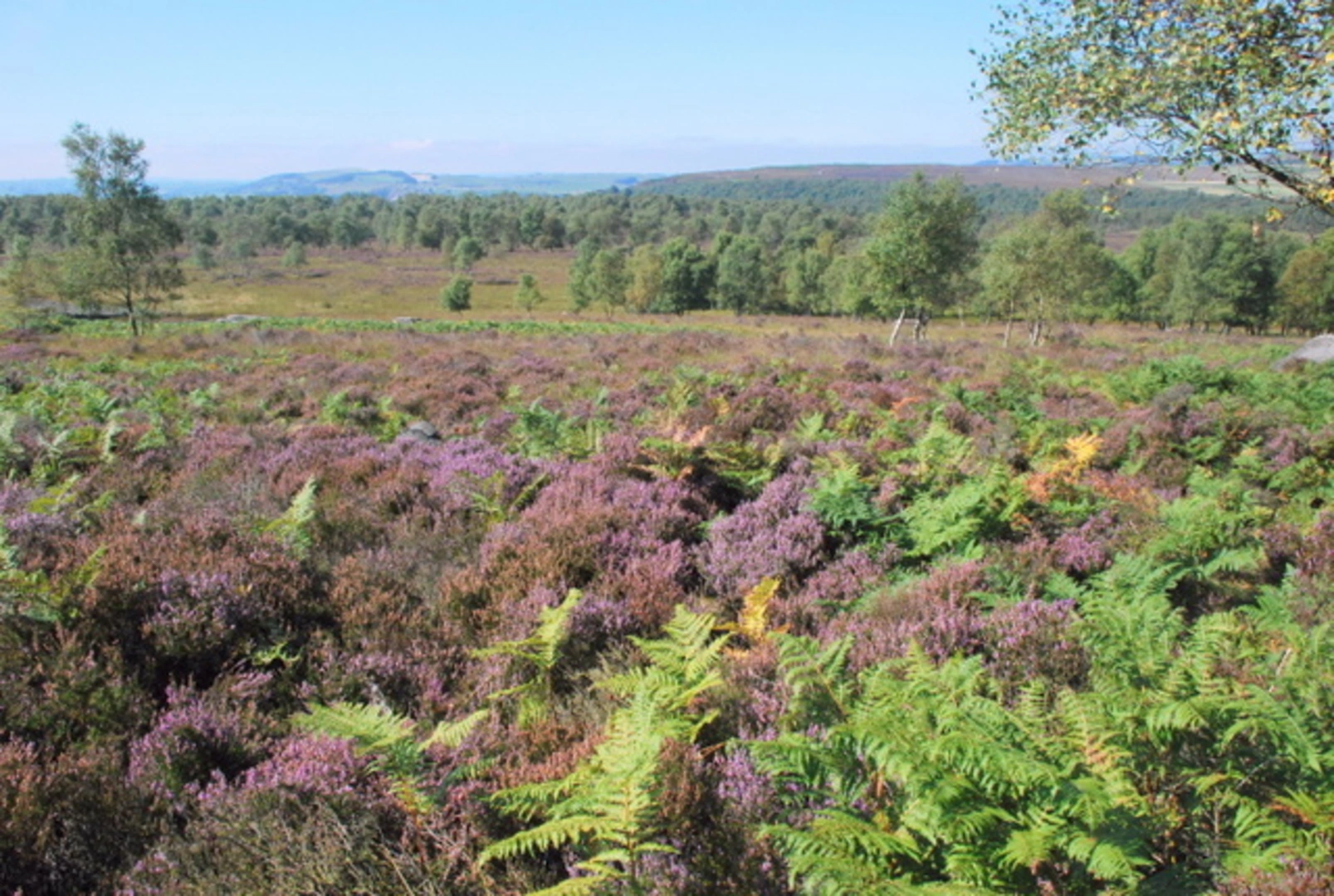 An image depicting the trail Gardom's Edge and Birchen Edge Loop and its surrounding area.