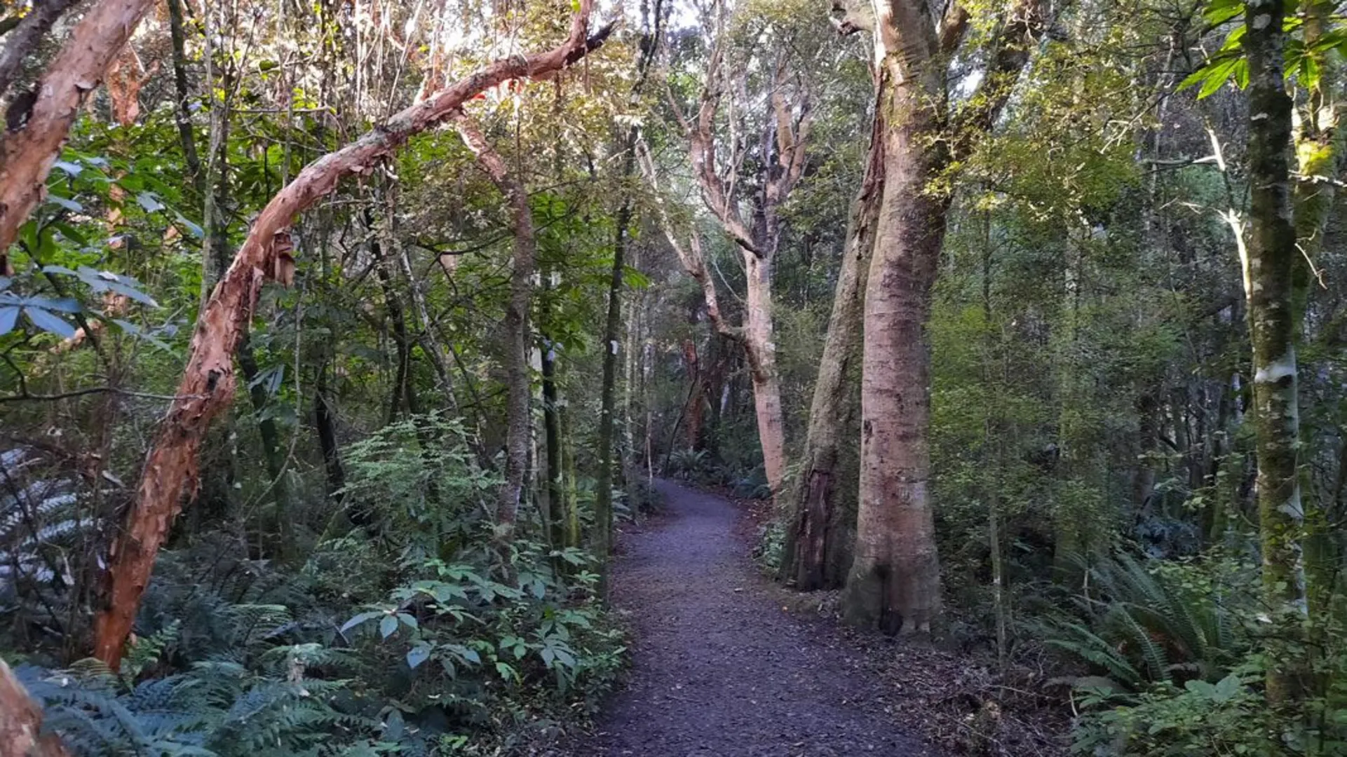 An image depicting the trail Kaka Point Bush Walk and its surrounding area.