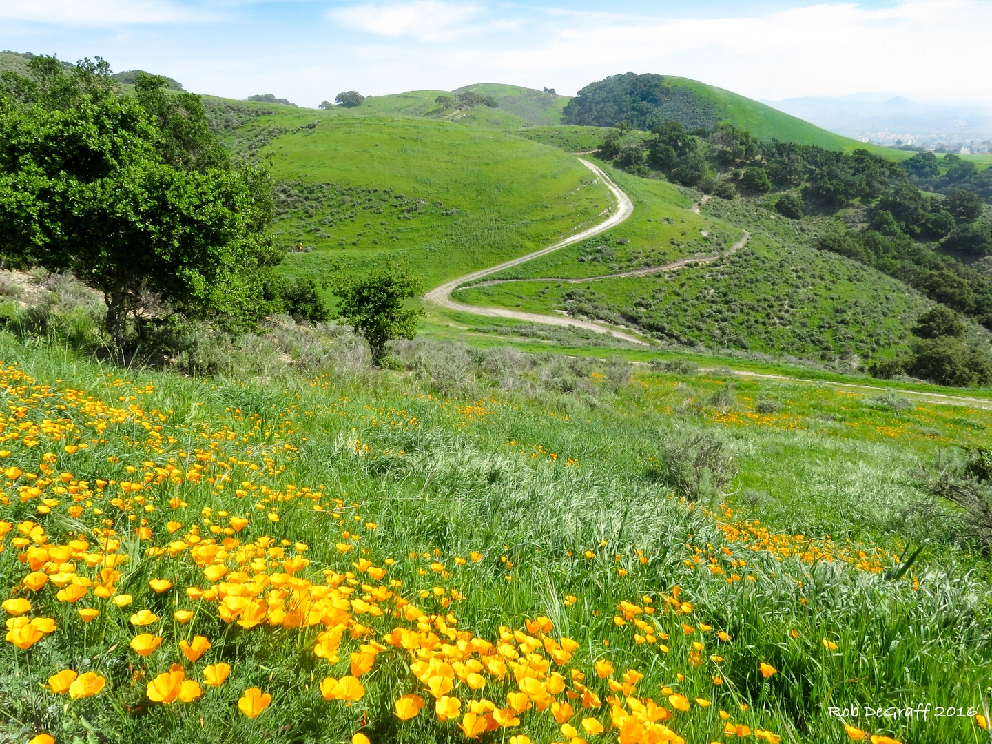 An image depicting the trail Lone Oak, Discovery and Turtle Loop Trail and its surrounding area.