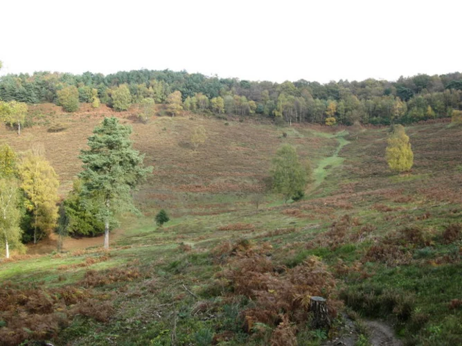 Hindhead Common, The Roundles and Hurthill Copse Loop