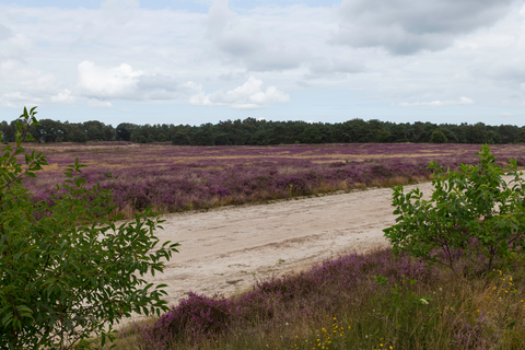 Dieverzand and Witte Bergen Loop