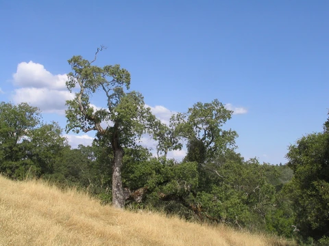 Middle Ridge Loop