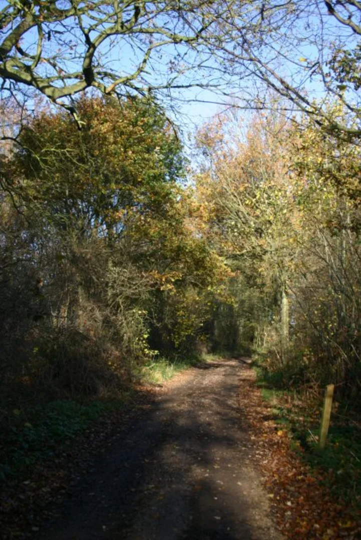An image depicting the trail Bradfield Woods National Nature Reserve Loop and its surrounding area.