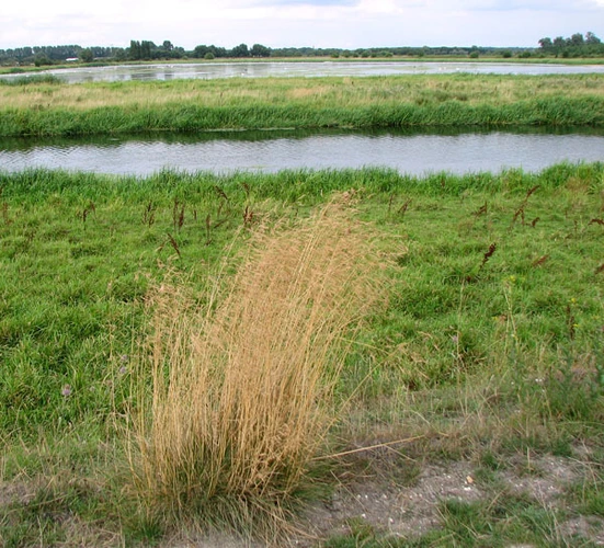 Lakenheath Fen