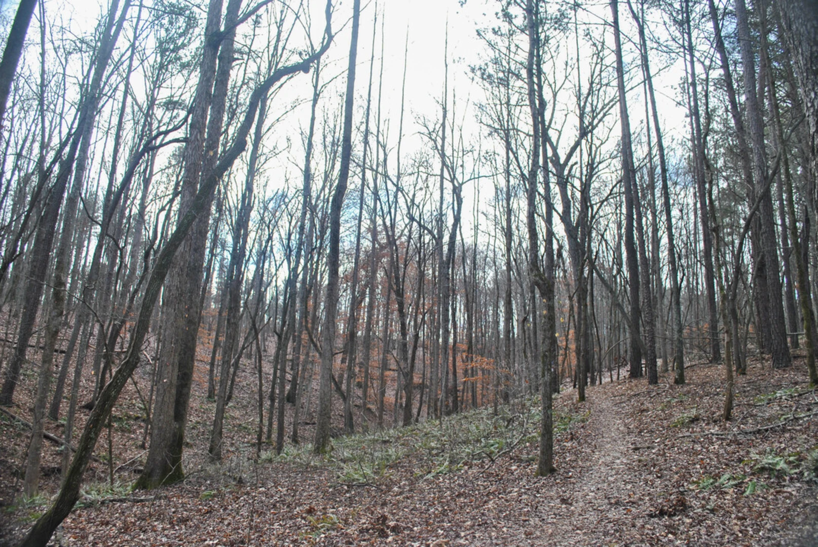 An image depicting the trail Picketts Mill Battlefield State Historical Site Loop and its surrounding area.