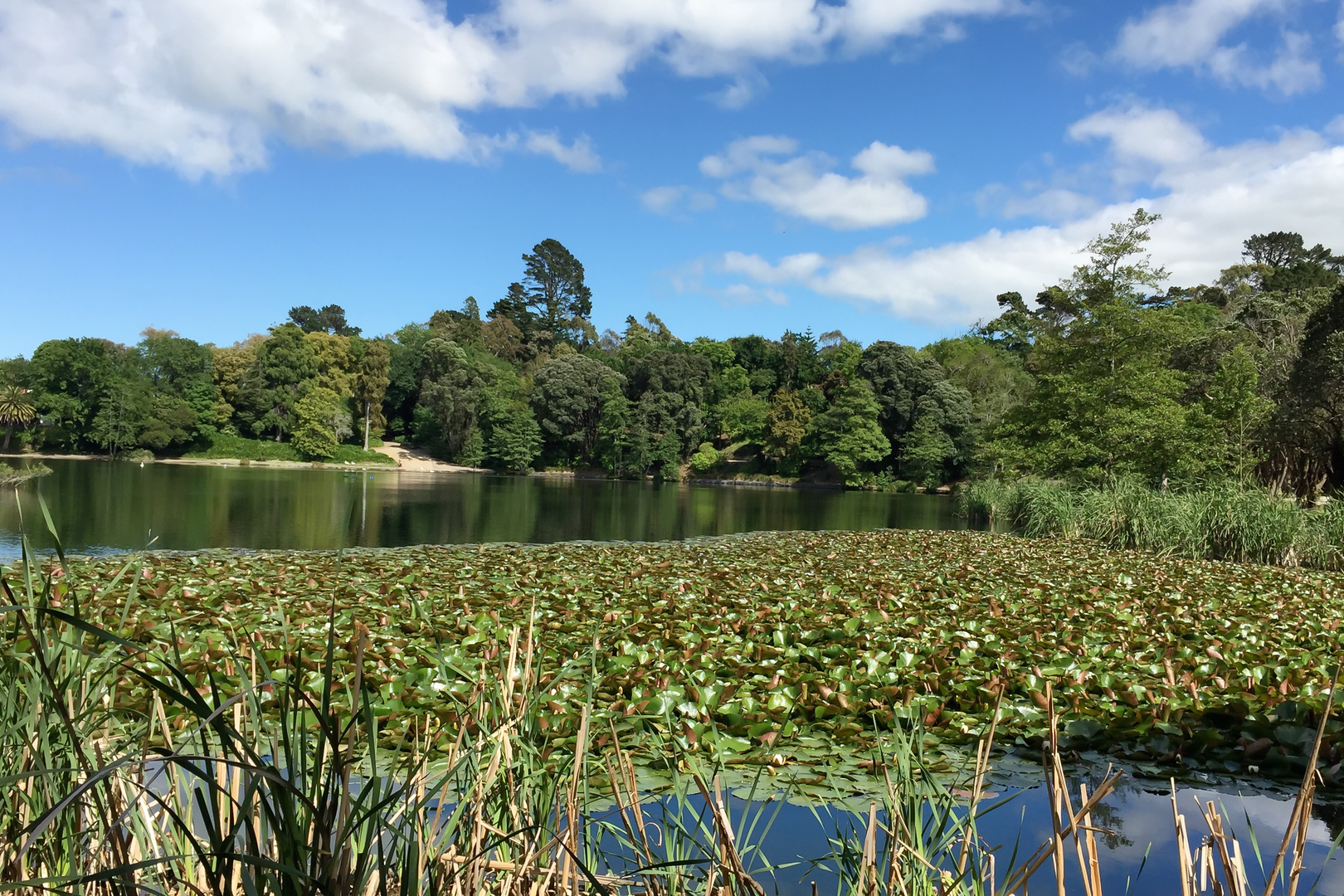 An image depicting the trail Virginia Lake Walk and its surrounding area.