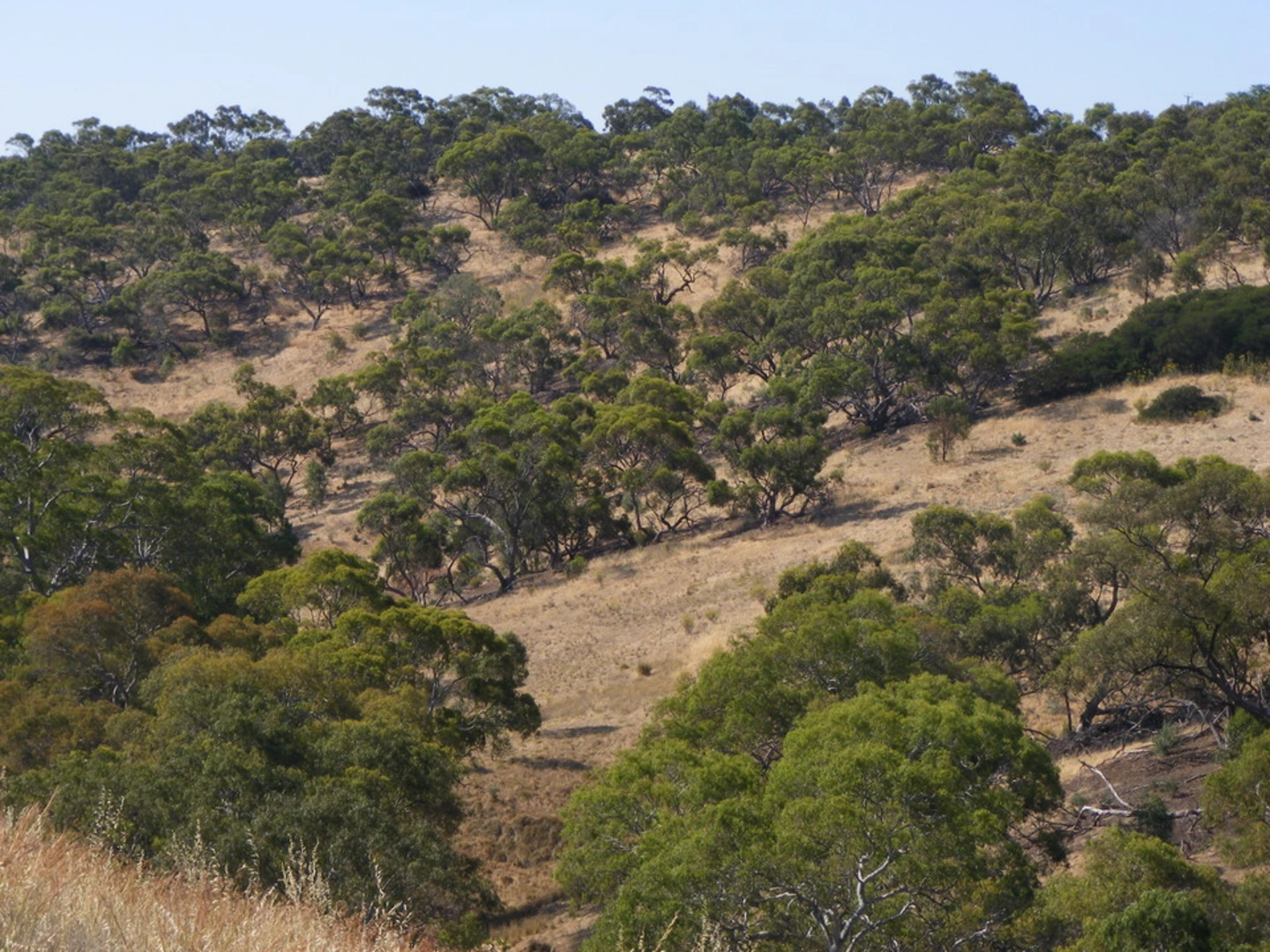 An image depicting the trail Mia Tappa Circuit Walk and its surrounding area.