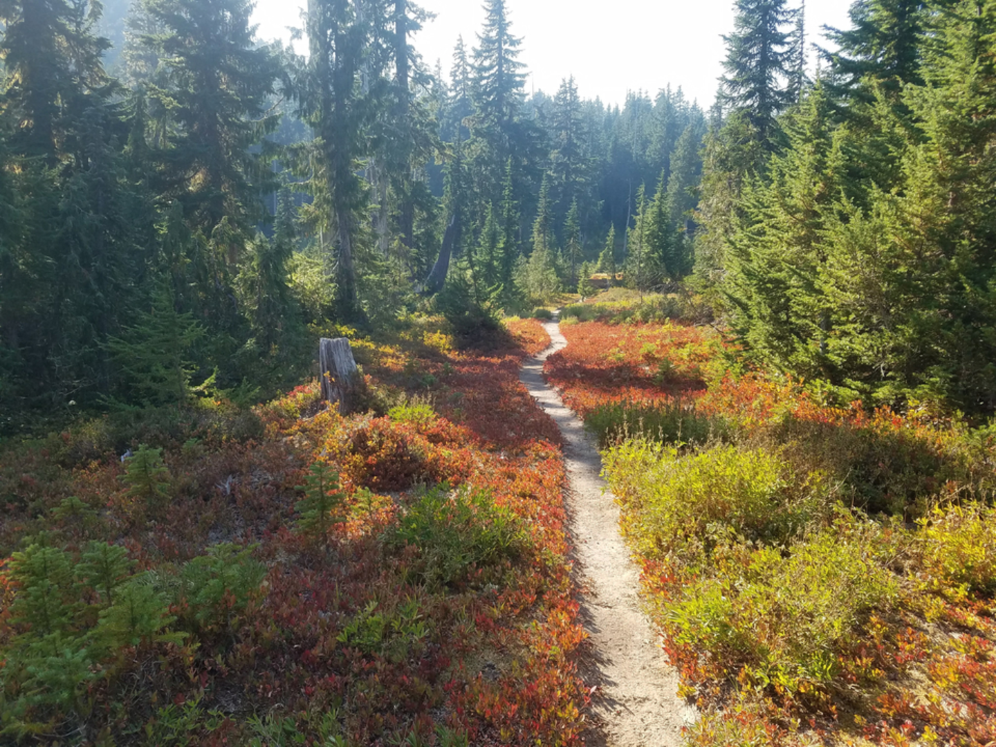 An image depicting the trail Tonga Ridge Trail and its surrounding area.